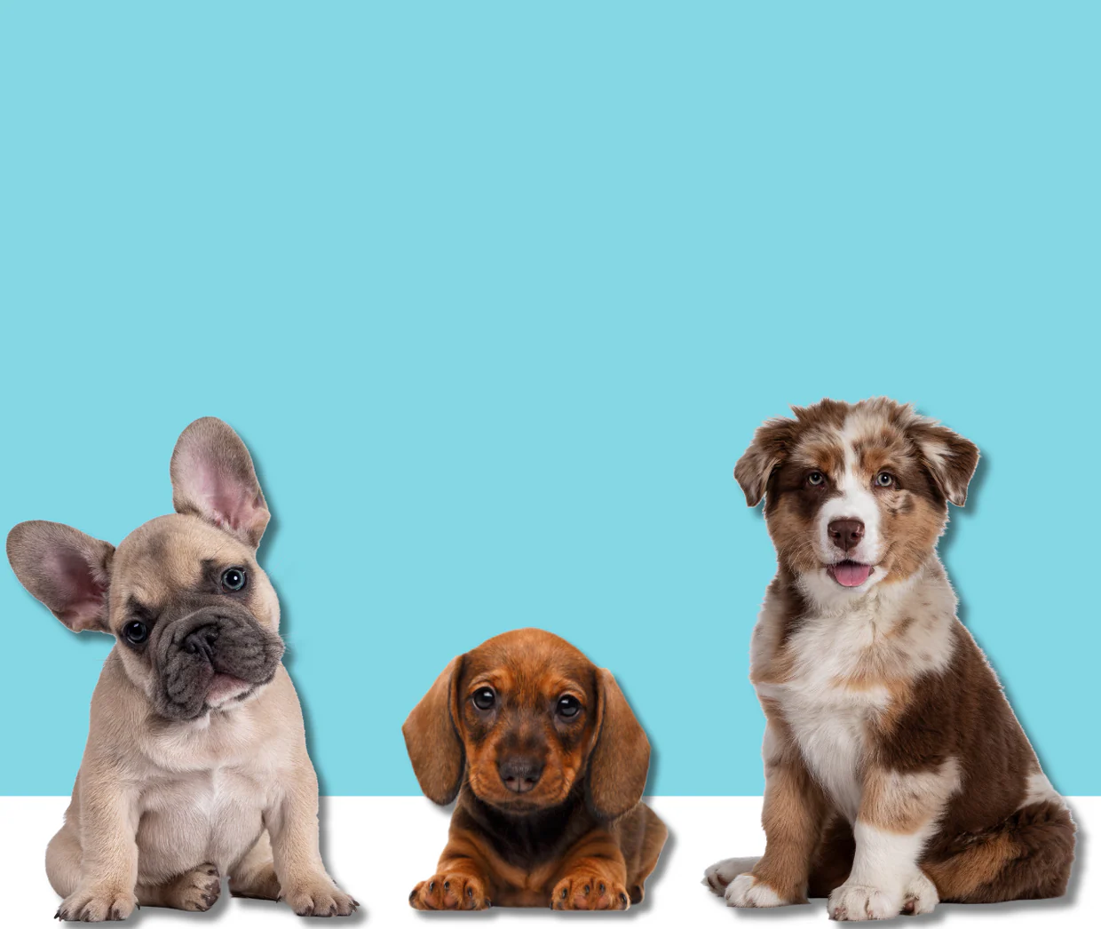 Style and Serenity for Pets